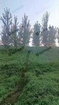 Guyuan Gasoline Tracked Reel Mower Steep Slope Vine Cutting & Brush Clearing