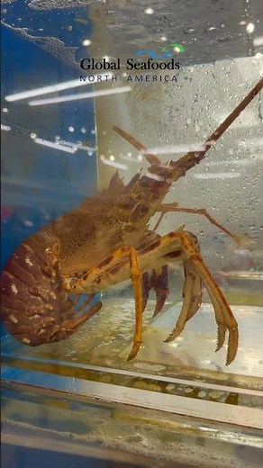 King Spiny Lobster 🦞 Wild-Caught & Fresh | Premium Seafood Ready to Ship