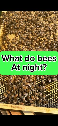 What do bees do at night? They mostly sleep although nurse bees will need to take turns keeping the baby bees called brood worm because they’re being incubated #incubatingbabybees #beesdosleep #beessleepatnight #honeybee #beekeeping #beekeeper #funbeefacts #nature