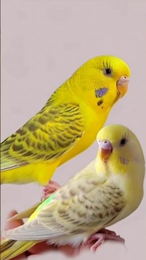 All Budgies Types and colours part 2