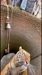 Bucket Chain Jerk — Tiger Thrash Causes Pull-In! 😱🐅💦 Villagers pass buckets down when the tiger thrashes hard. The sudden jerk pulls the bucket chain and drags multiple people into the well. #bucketfail #tigerpanic #wellchaos #shorts | Kiran Wakade