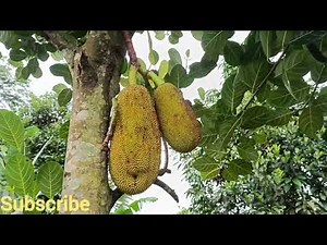 Vlog buah nangka yang sudah matang di pohon