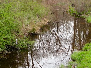 'Swamp Stomp' Targets Annawamscutt Brook