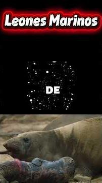 🦭 Así nace un león marino: los primeros minutos de vida en la playa más salvaje del océano