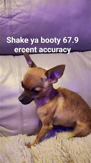 shake ya booty
