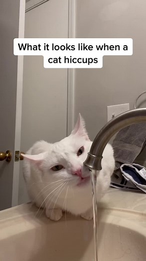 Understanding Cat Hiccups: Causes and Treatment Explained