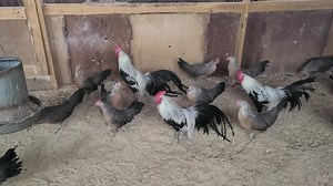 Silver duckwing Phoenix standard chickens at cackle hatchery | Cackle Hatchery