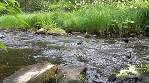 River, Water, Stream. Free Stock Video