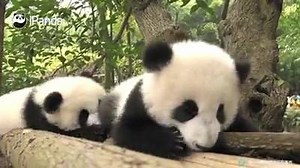 1.9M views · 195K reactions | iPanda on Reels | Facebook