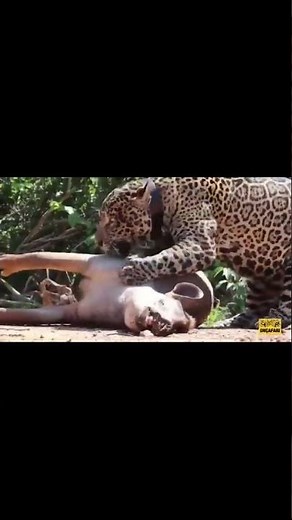 Jaguar kills Tapir and drags carcass #wildlife #animals #jaguar