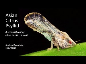 Asian Citrus Psyllid: A serious threat of citrus trees in Hawaii?