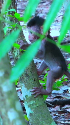 12141 #monkey #entertaininganimals #animalkingdom #wildlife #animalspecies #animals