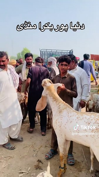 #goatfarming #bkrashow #unfreezemyacount #dntunderreview #bakrafarming #Makhicheenagoats #viraltiktok #goats🐐 #makhicheenabakra