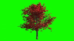 3d Render Autumn Maple Tree In Wind Isolated Stock Motion Graphics SBV-338598014 - Storyblocks