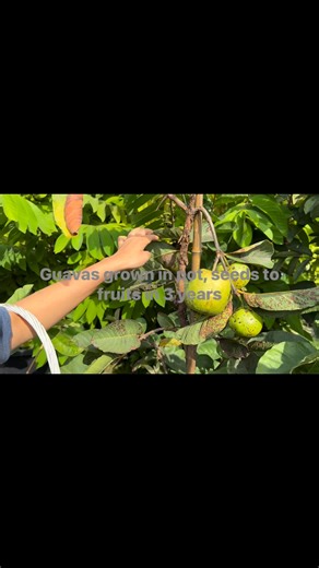 My Taiwan ruby guavas. From seeds to fruits in 3 years | The Garden of Investing