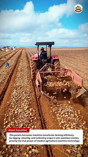 Potato Harvester Machine in Action – Watch This Farming Machine Collect Tons in Minutes!