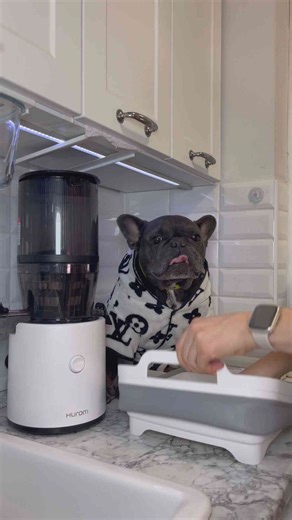 Adorable Dog Supervises a Healthy Juice Making Session