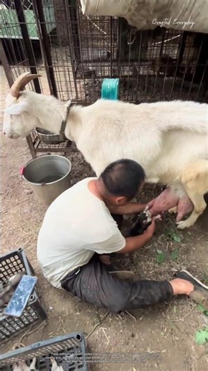 Why This Goat Became a Foster Mom for Orphaned Puppies #rurallife #livestocklife #farm