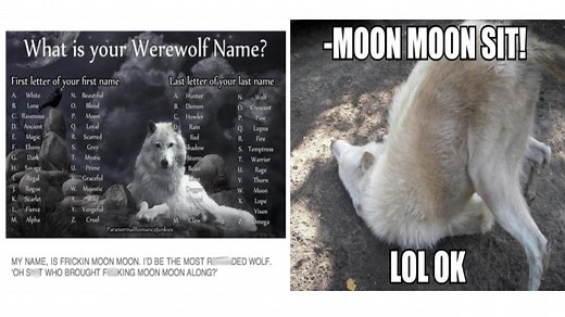 Where Did 'Moon Moon' Come From? Explaining The Internet's Favorite Slow-Witted Wolf