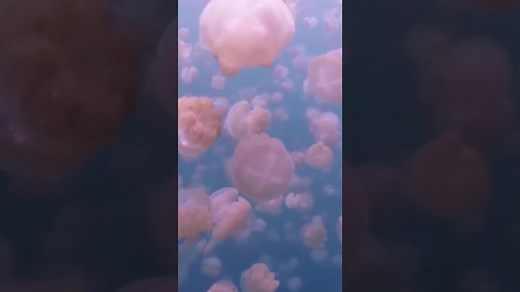 5 Box Jellyfish Facts That Could Save Your Life