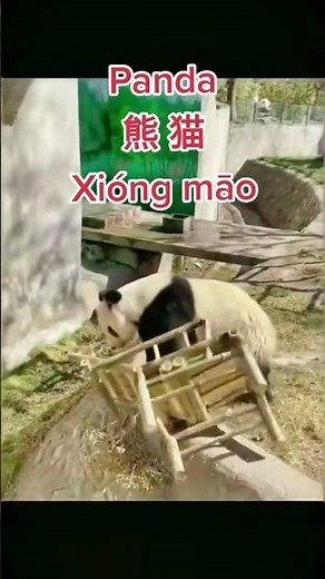 Meet the Panda 🐼 | China’s National Animal