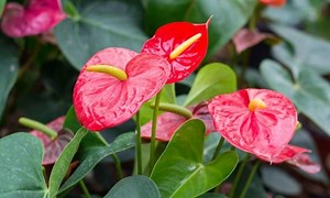 Flamingo Lily Flower: Anthurium Care, Location & Propagation