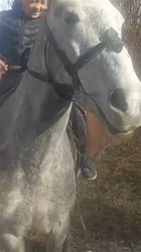 Beautiful Horses – Majestic and Graceful Animals in Nature