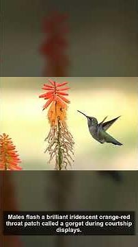 🦅 Allen's Hummingbird — Amazing Facts | The Wild America | California