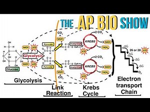 Cellular Respiration Explained for AP Bio Students Like You!