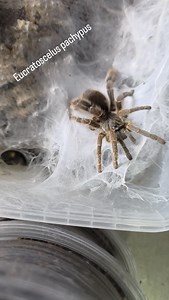 Eucratoscelus pachypus egg sac removal. | The Buggery