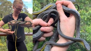 VIDEO: बालकनी में सांपों का तांडव, एक मादा को संभोग के लिए परेशान कर रहे थे 3 सांप