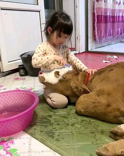 10K views · 2.7K reactions | Cow-cuddling have a calming effect on mind and could bring down stress, anxiety, and blood pressure. cow-cuddling or hugging a cow is fast becoming the in-thing for health enthusiasts. It is considered to have many mental health benefits and has therefore emerged as a wellness trend in US and Europe. Source - Online | Acharya Arun Prakash | Facebook