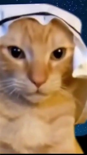 Arabian Cat [Feliz 10 Seguidores Obrigado :,) #cat #catmemes #Arabiancat #memes #Shegart #Slakk #naosei #aleatorio #feliz10seguidores