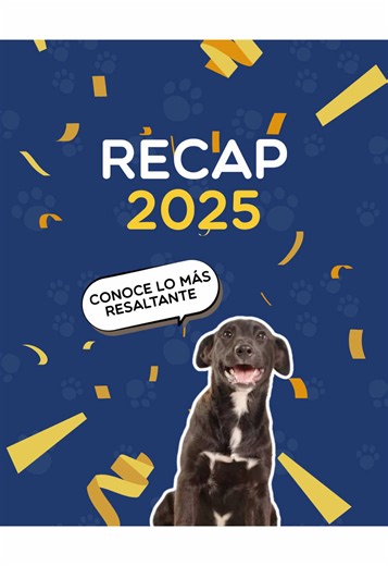 ✨ El 2025 no fue solo un año. Fue amor en acción. 💙 Gracias a nuestras marcas aliadas y a los padrinos del Club WUF, corrimos, celebramos, protegimos vidas, impulsamos adopciones y cambiamos historias. Hoy, 14 wufs duermen en un hogar, y durante el 2025 39,000 animales fueron impactados por esta cadena de amor. 🙏 Gracias por no soltar la mano. El 2025 deja huella… y en el 2026 vamos por muchos más wufs felices 🐶💛 #WUF #ClubWUF #AmorEnAcción #HuellaWUF #AdoptaNoCompres