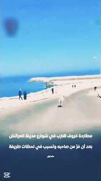 بالفيديو.. مطاردة خروف هارب في شوارع العرائش