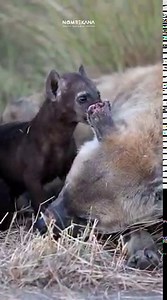 Watch the cutest amazing hyenas you will see today in Kruger national park. Watch till the end just amazing. | Nombekana Safaris and Wildlife Photography