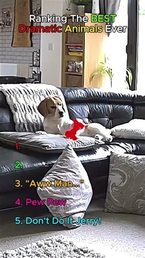 Ranking The Most Dramatic Animals Ever😂 #funny #animals #viral#dramatic #memes