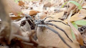 When wildlife behavior turns lethal - The wandering spider’s close-range threat