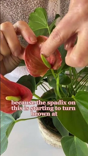 Where To Prune Your Anthurium #shorts