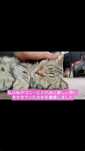 今日はずっとコニーと一緒 #猫 #cat #ねこ#ネコ#ながれぼし