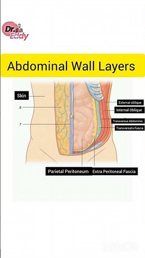 Abdominal Wall Layers #science #humananatomy #anatomy