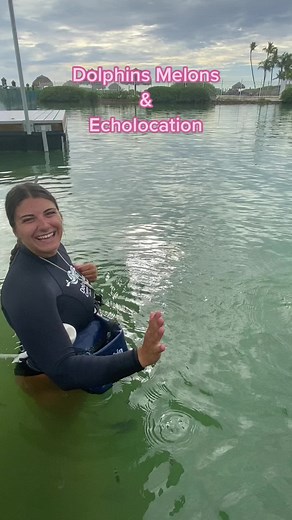 Dolphin Echolocation: The Secret of the Melon