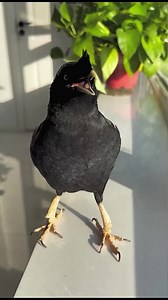 979K views · 14K reactions | WOW! Myna so cute!✨ #reelsfb #pet #breakbird #birdsbecometheessence #birds #love #birdssotalented #commonhillmyna #birdwatching #birding #birdsofinstagram #birdsspeak #birdsarefine #會說話的鳥 #talkingbird | Daily Birds | Facebook