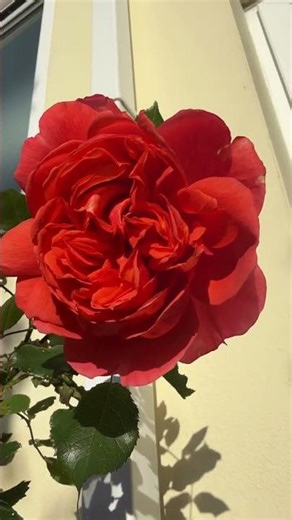 🌹 Now Is the Time for Roses | Bare-Root Buying & Propagating Tips