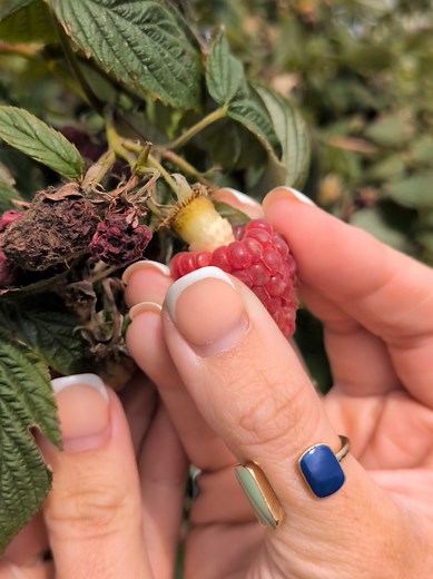 Raspberry Picking Insights: What I've Learned