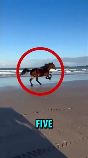 Top 5 Fastest Animals on Earth!