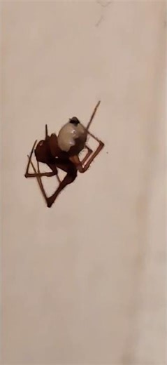 The Night Shift Architect #nightshift #spiders #insectslovers