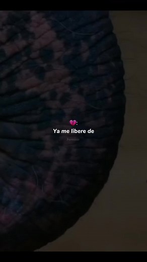 Ya me liberé: Canciones de Evaluna Montaner