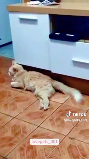 Hilarious Cat Fart Compilation