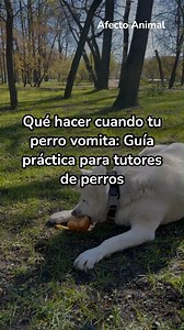 ¿Tu perro ha vomitado y no sabes qué hacer? 🐶 Aprende los primeros pasos que puedes seguir en casa: ayuno, dieta blanda, porciones pequeñas y cuándo acudir al veterinario. Una guía rápida y útil para actuar con seguridad ante el vómito en perros. 💡 #CuidadosCaninos #SaludPerros #ConsejosVeterinarios #AmorAnimal | Afecto Animal